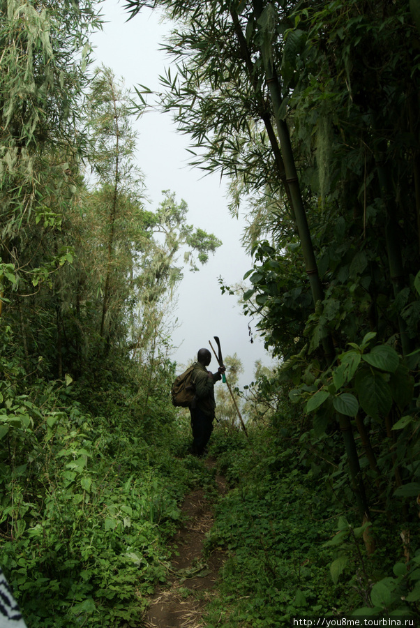 опять ныряем в облака Рвензори Маунтинс Национальный Парк, Уганда