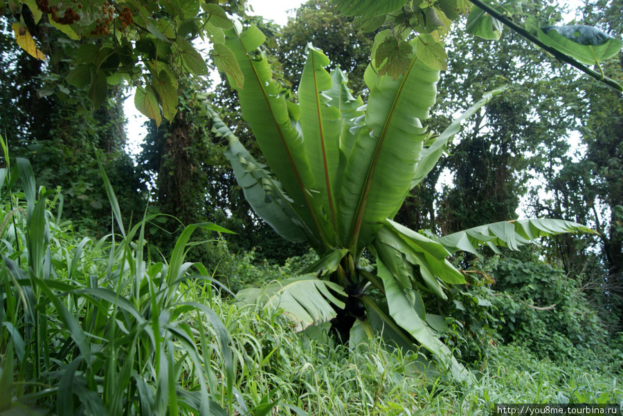 дикий банан Рвензори Маунтинс Национальный Парк, Уганда