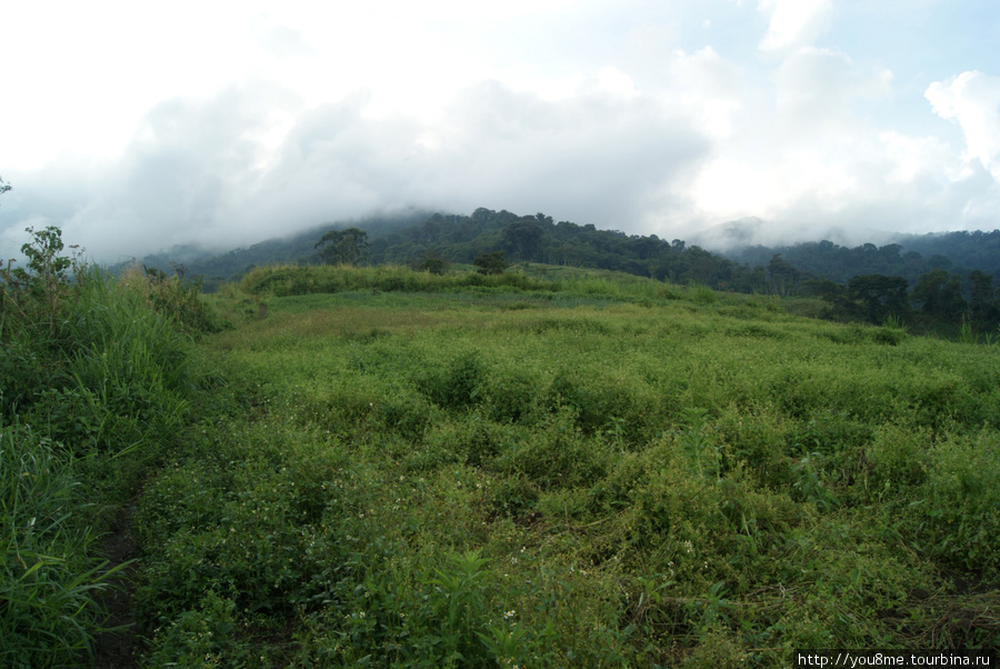 творец облаков, повелитель дождя — так на местном наречии звучит название этих гор — Рувензори Рвензори Маунтинс Национальный Парк, Уганда