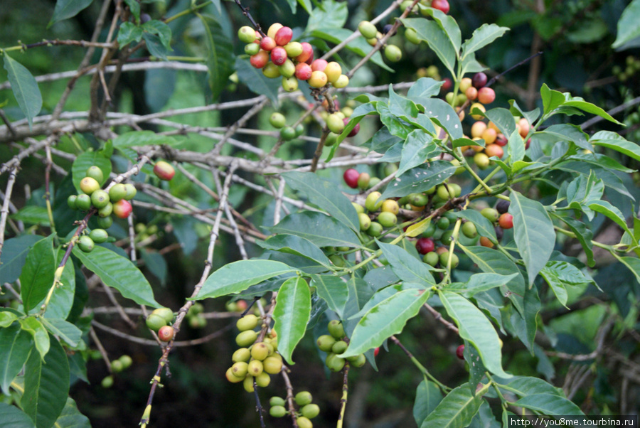 кофейные зёрна Рвензори Маунтинс Национальный Парк, Уганда
