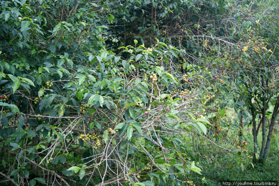 кофейные деревья Рвензори Маунтинс Национальный Парк, Уганда