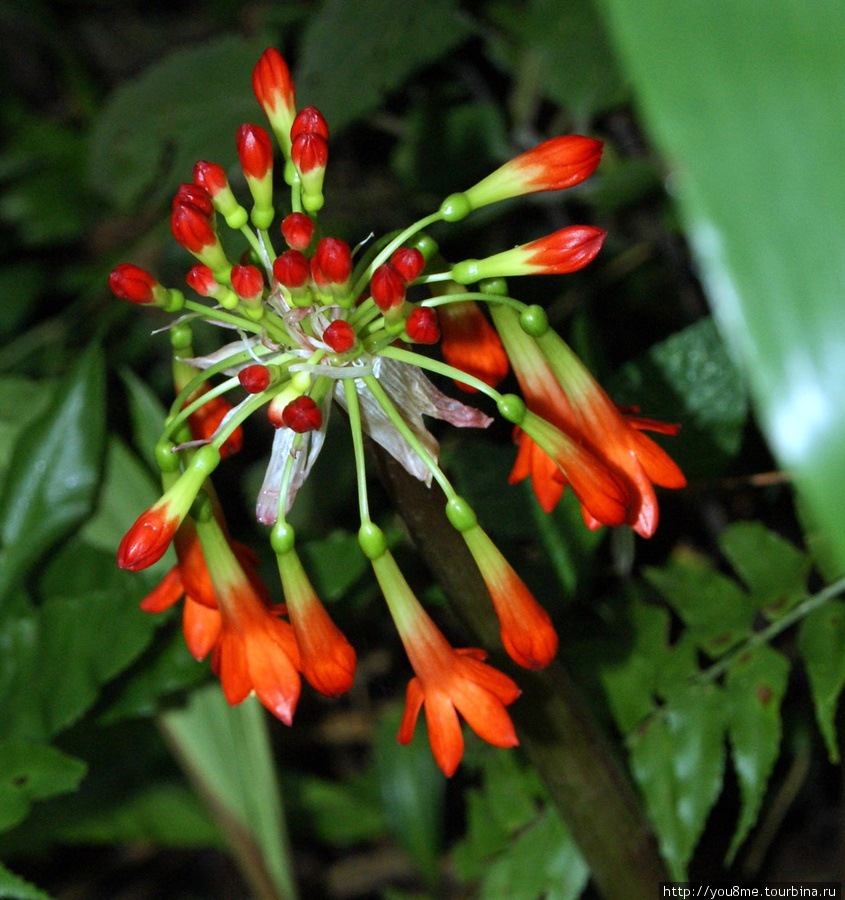 цветы в полумраке Рвензори Маунтинс Национальный Парк, Уганда