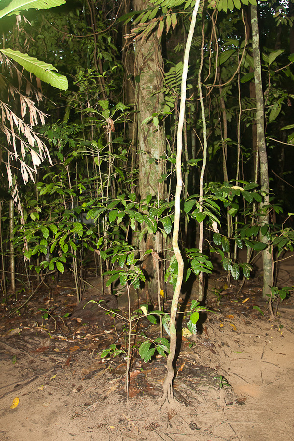 Вот он — настоящий тропический дождевой лес — темнота ужасная! Остров Палаван, Филиппины
