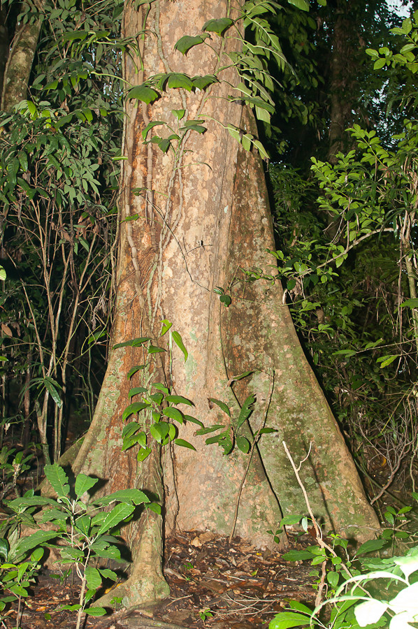 Огромные деревья Остров Палаван, Филиппины