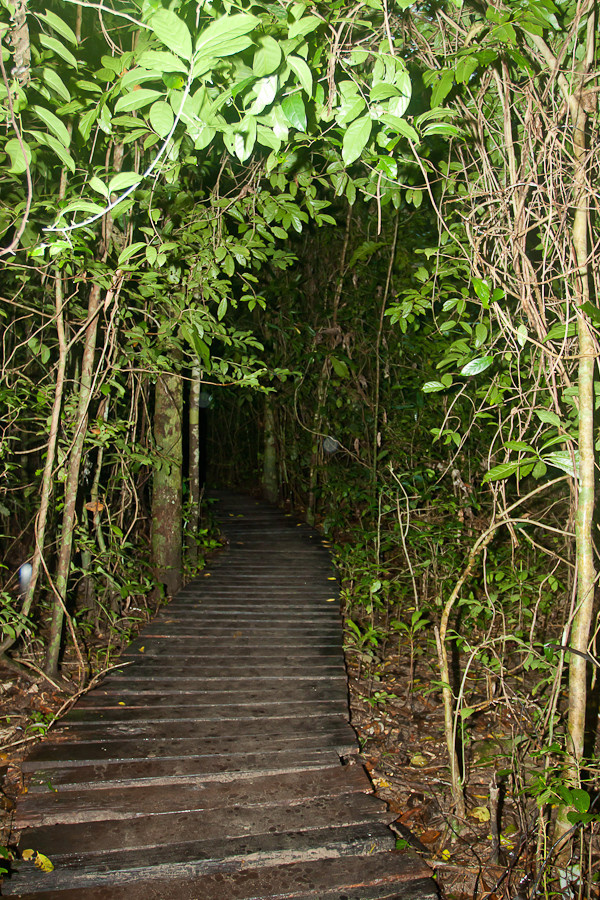 Тропинка в дождевом лесу Остров Палаван, Филиппины
