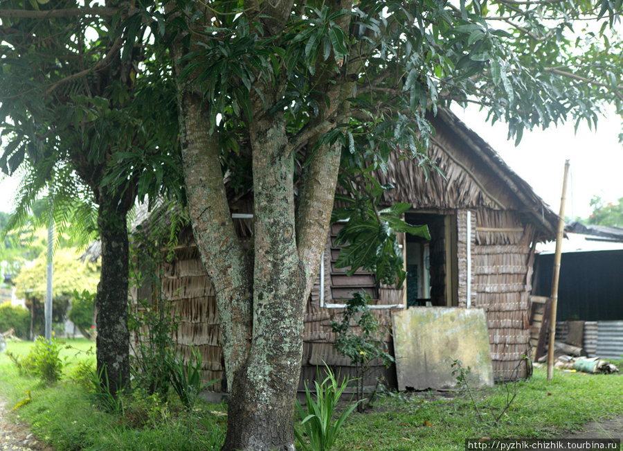Пальмо-домик. Вануату