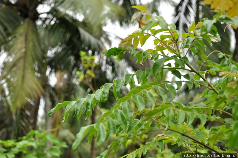 А вот и сам виновник (точнее, причина) названия. Растение с ароматными листочками известно ботаникам как ’мурайя Кёнига’. Ланкийцы ее называют ’карапинча’, а британцы — ’листья карри’ (curry leaves). Гиритале, Шри-Ланка