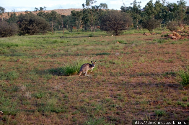 Солнце склонилось к горизонту и кенгуру начали вылезать из укрытий Элис-Спрингс, Австралия