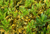 листики зеленые и желтые