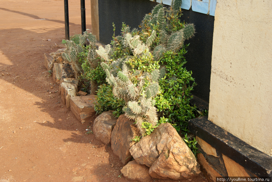кактусы, в такие немудрено свалиться, влезая на забор Бусия, Уганда