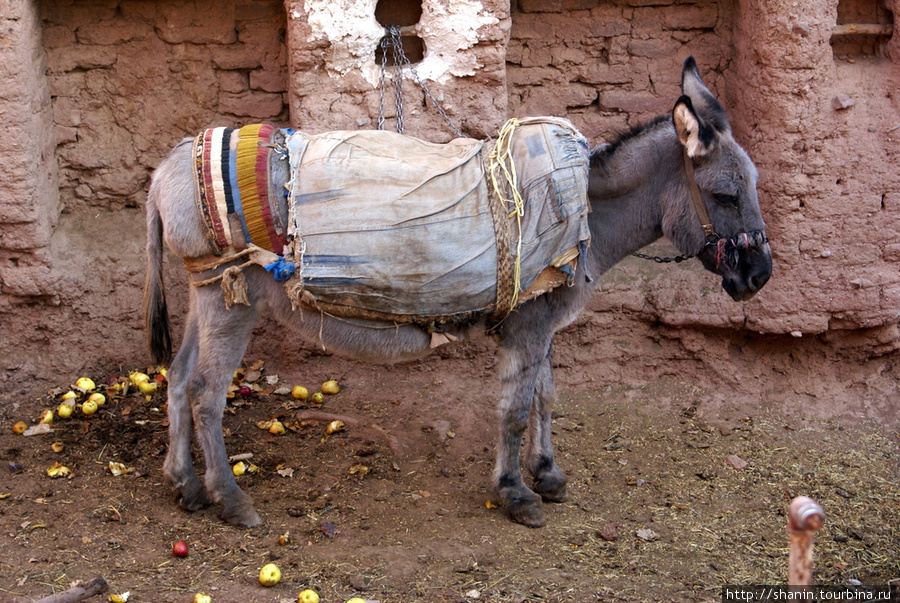 Даже ослов здесь кормят яблоками Абеяне, Иран