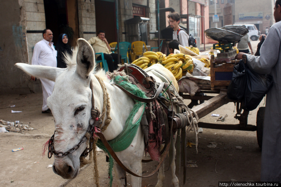 ослик продает фрукты Каир, Египет