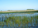 Бескрайние болота Флориды