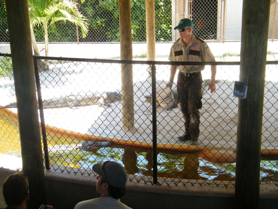 Шоу с крокодилами продолжается Майами, CША