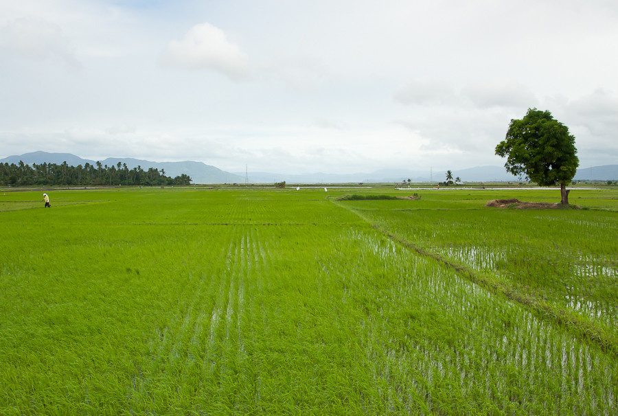 Рисовые поля по пути в Пагсаньян Пагсаньян, Филиппины