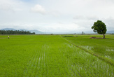 Рисовые поля по пути в Пагсаньян