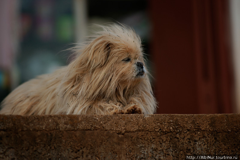 Собачки в высокогорьях вырастают гордыми, но небольшими. Провинция Юньнань, Китай