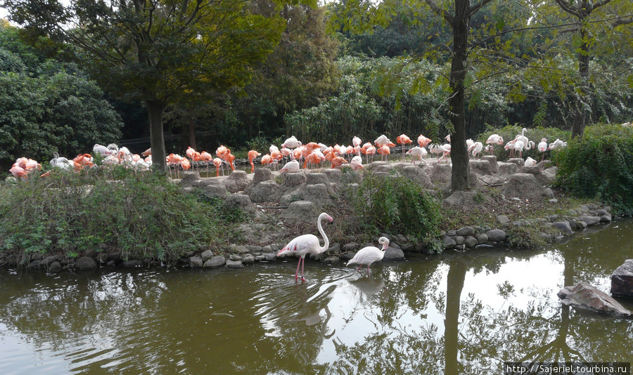 Шанхайский зоопарк Шанхай, Китай