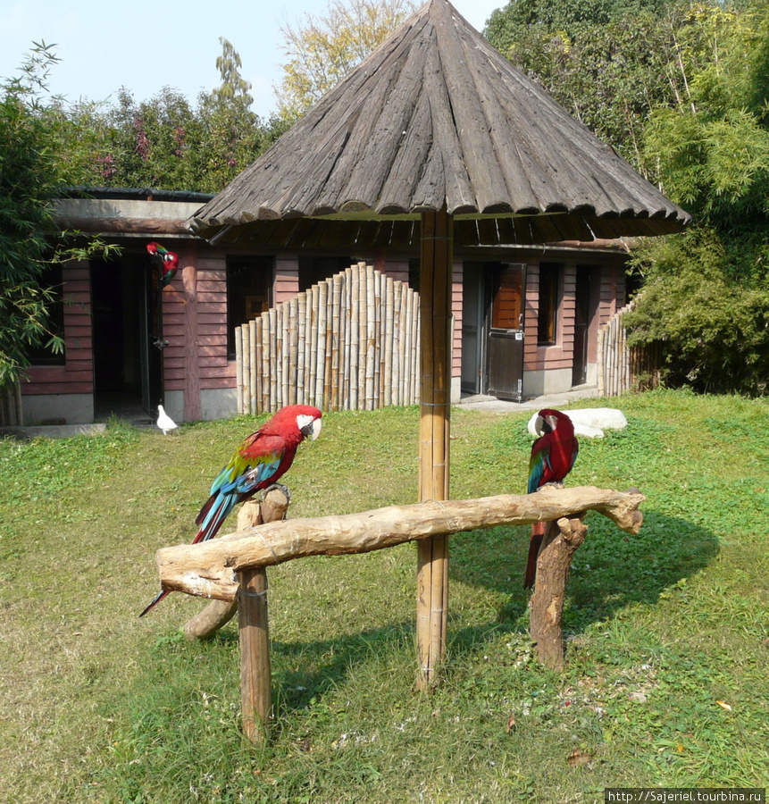 Шанхайский зоопарк Шанхай, Китай