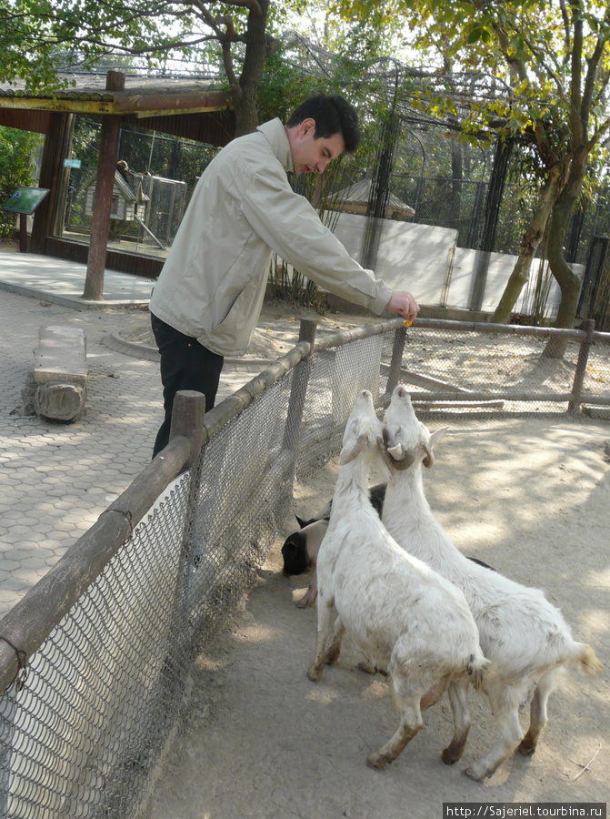 Шанхайский зоопарк Шанхай, Китай