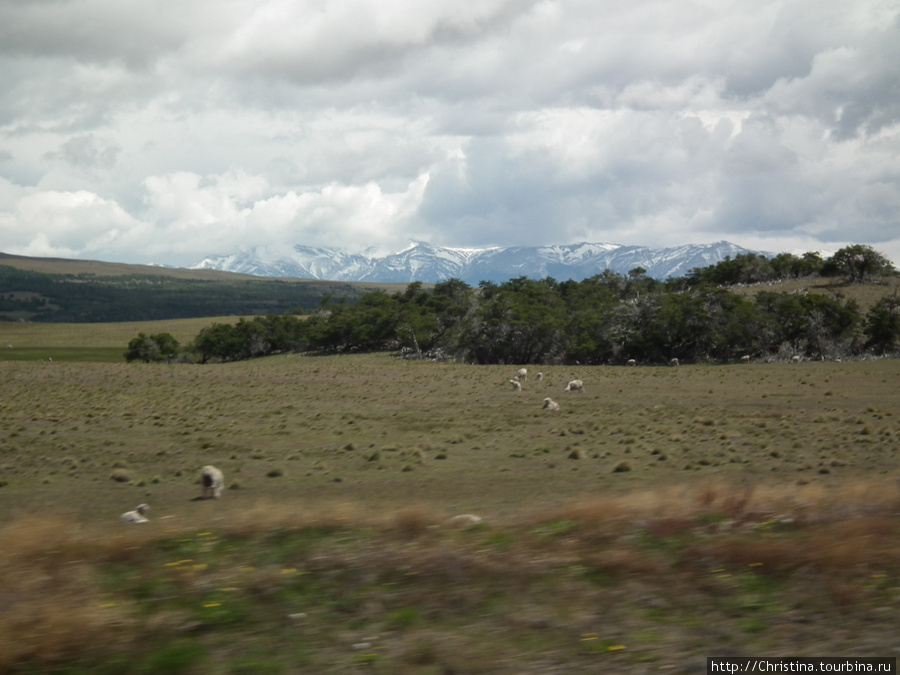 Одни только овцы в несметном колличестве пасутся на равнинах. Аргентина