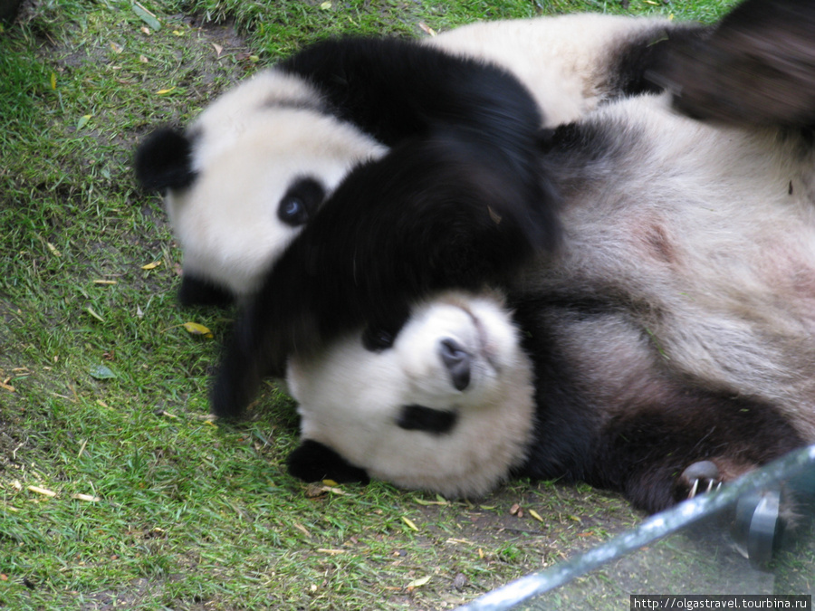 Удивительное рядом: Играющиеся панды. Сан-Диего, CША