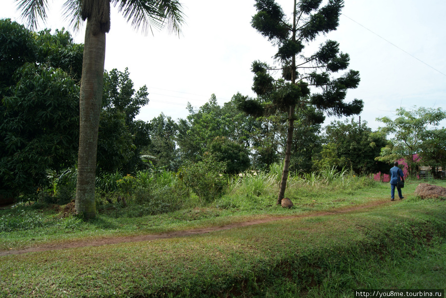 ухоженная зелень Восточный регион, Уганда