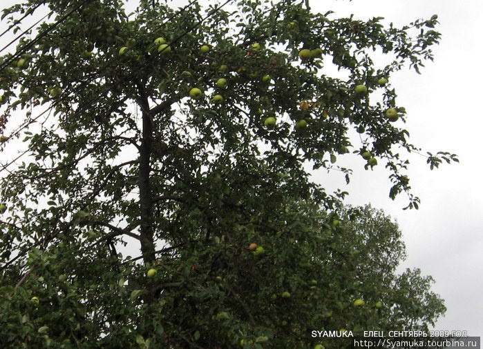 А вот и они, антоновские яблоки... Елец, Россия