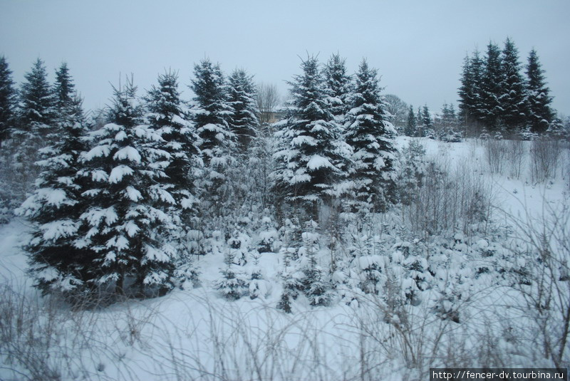 Заваленные снегом ели завораживают Земля Бавария, Германия