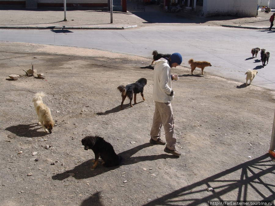Тингри — царство бродячих псов Тибет, Китай