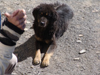 Тибетский песик