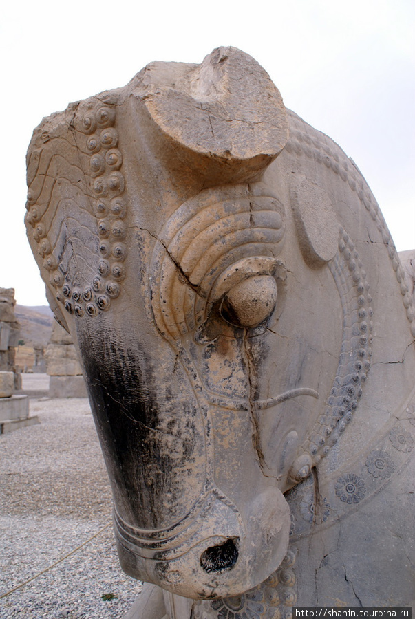 Голова каменного коня Персеполь древний город, Иран