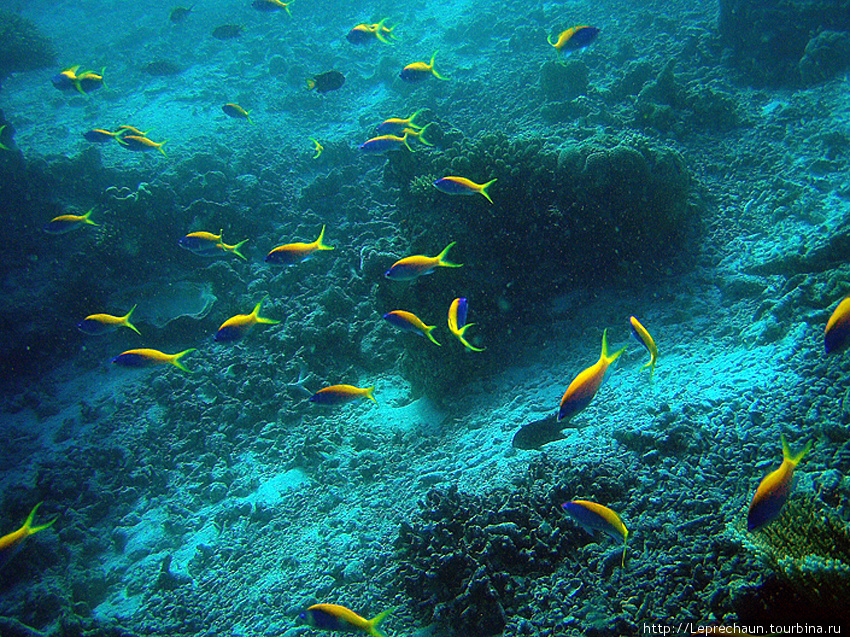 Подводные Мальдивы Мальдивские острова