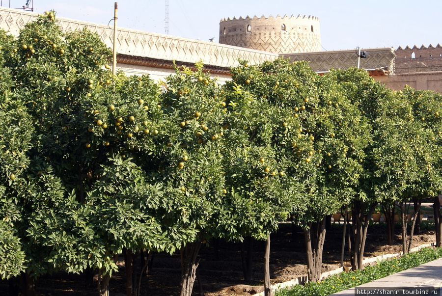 Апельсиновые деревья Шираз, Иран