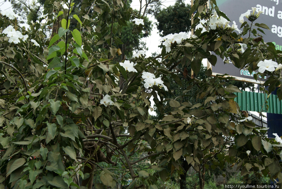 дерево с белыми цветами все в красной пыли Найроби, Кения