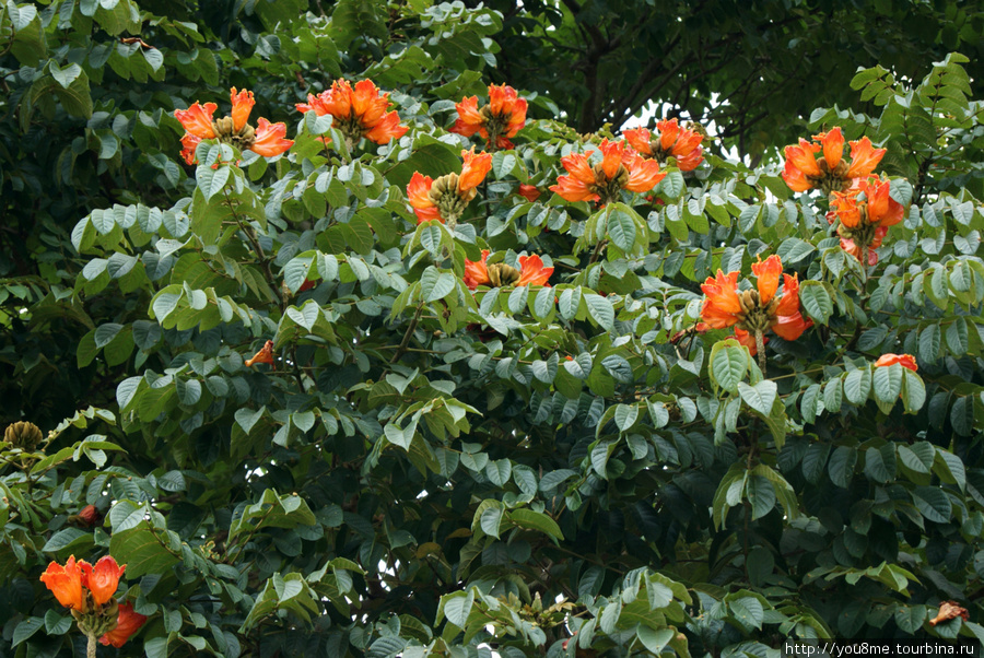 оранжевые цветы Найроби, Кения
