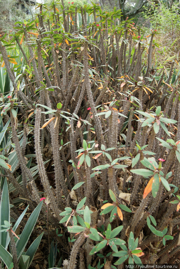 кактусы Найроби, Кения