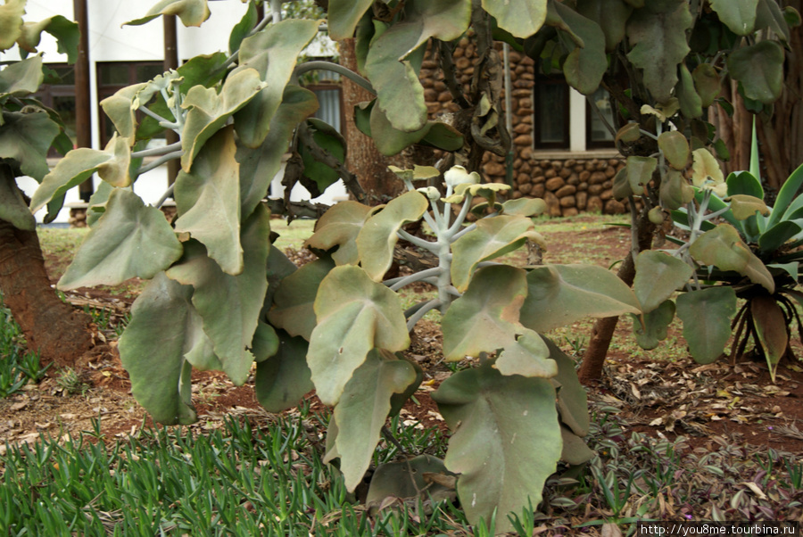тропические растения с большими листьями Найроби, Кения