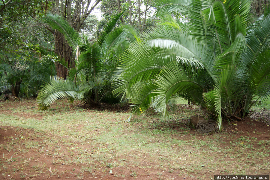пальмы в парке Найроби, Кения