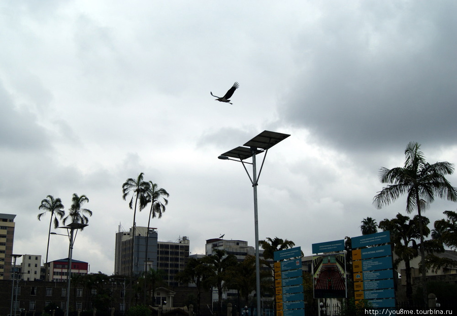 марабу в небе Найроби Найроби, Кения