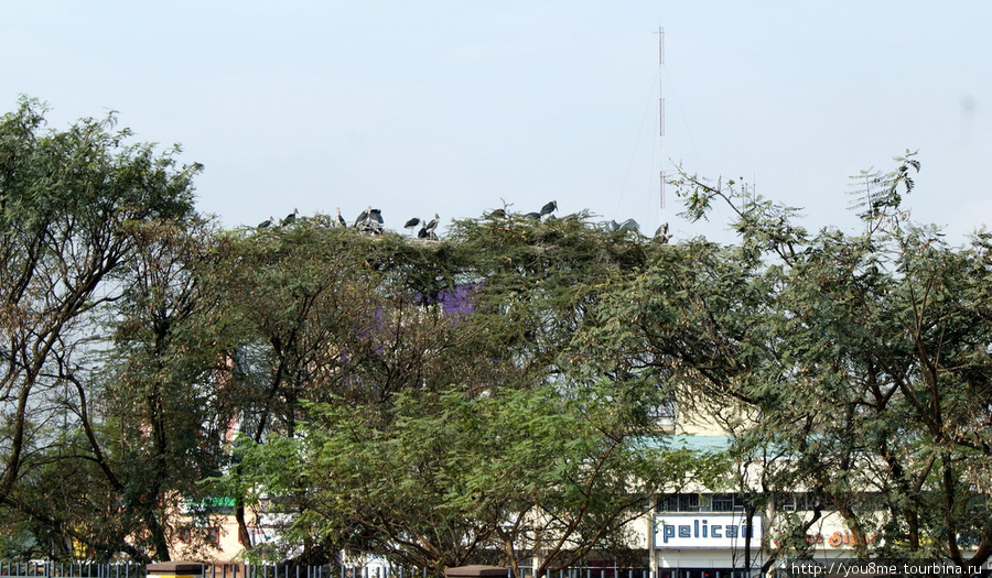 птицы над управлением полиции Найроби, Кения