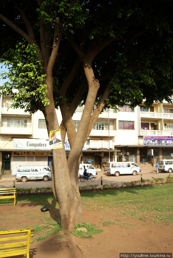 дерево Кампала, Уганда