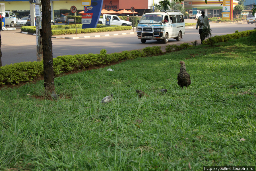 курица на газоне Кампала, Уганда