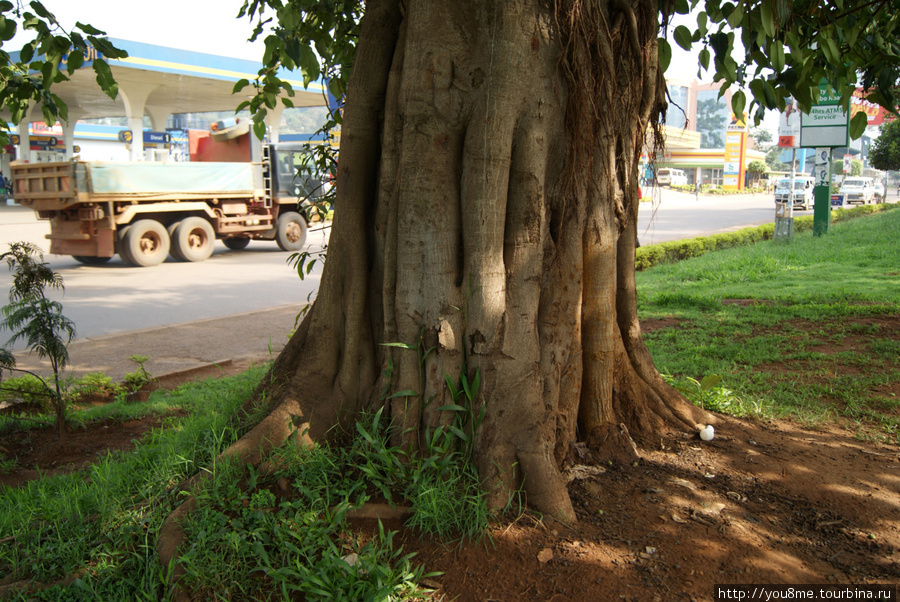 старое дерево Кампала, Уганда