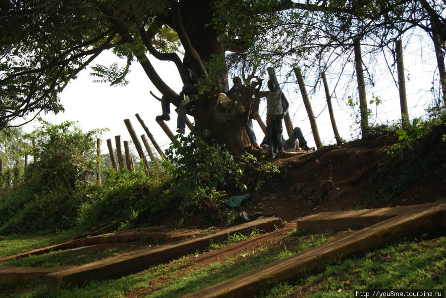мальчишки на дереве Кампала, Уганда