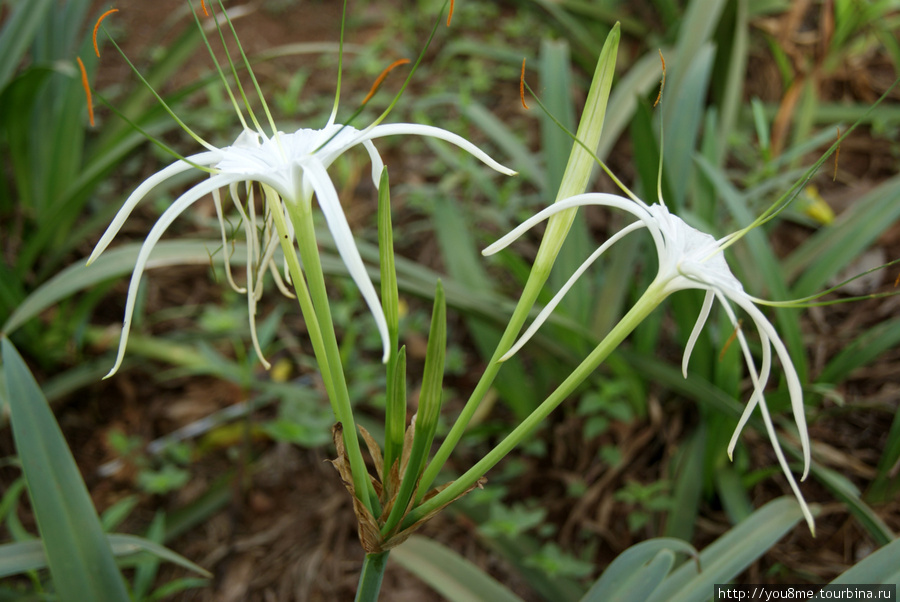 цветы Кампала, Уганда