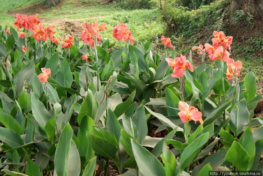 розовые гладиолусы Кампала, Уганда