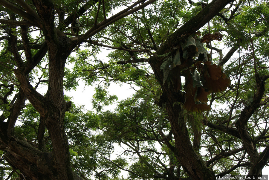 в ветвях дерева Кампала, Уганда