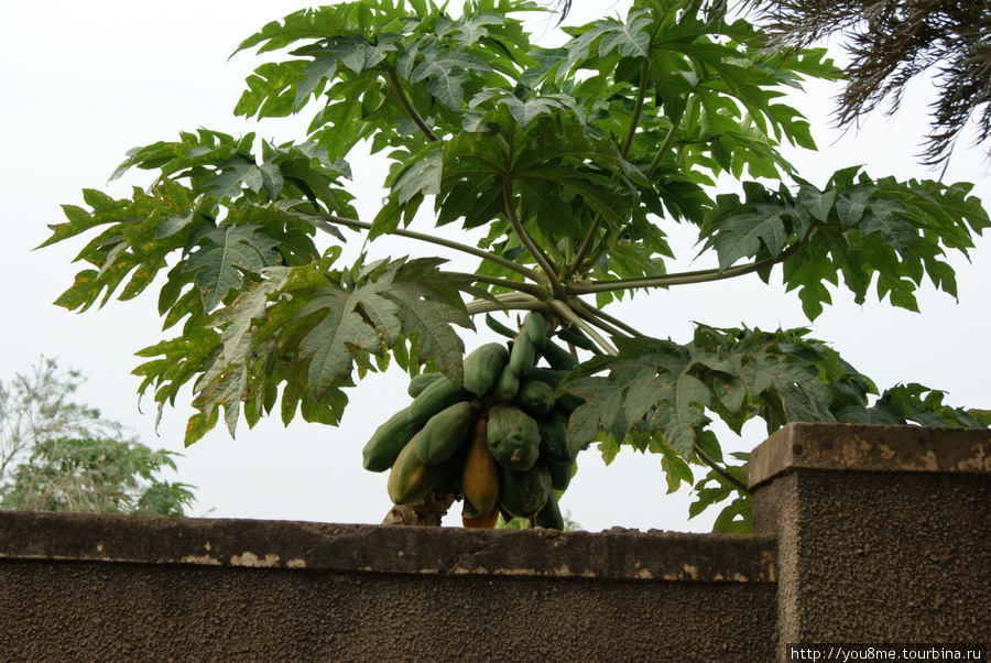 дерево с плодами Кампала, Уганда