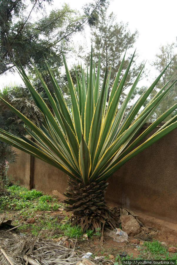 кактус или пальма? Кампала, Уганда